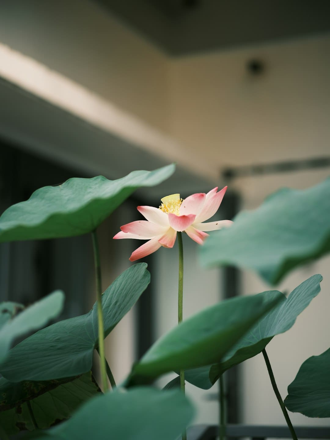 《将门毒后》选角最火的一对 吴磊宋祖儿呼声较高